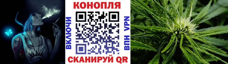Конопля гибрид  Кировск 
